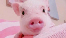吃瓜爆料小猪图片表情包,小猪表情包萌动来袭！